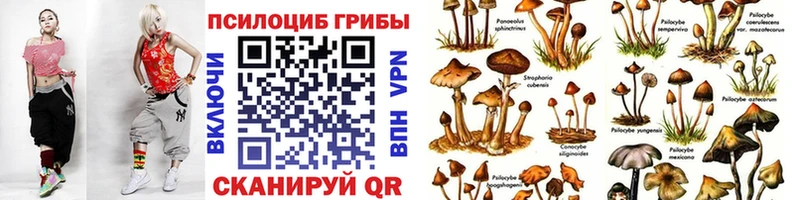 как найти закладки  Шуя  Псилоцибиновые грибы GOLDEN TEACHER 